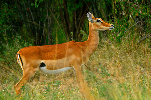 Impala in Maasai Mara Game Reserve, Kenya.