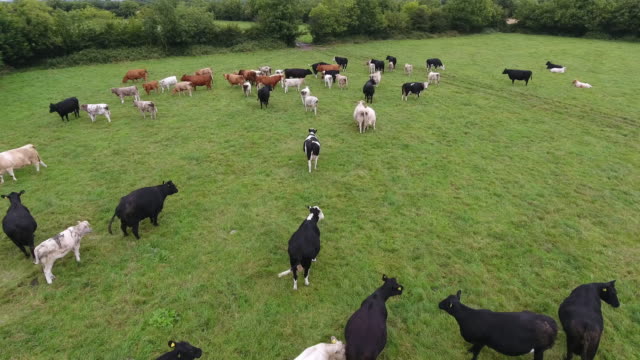 Aerial view of cows in a field