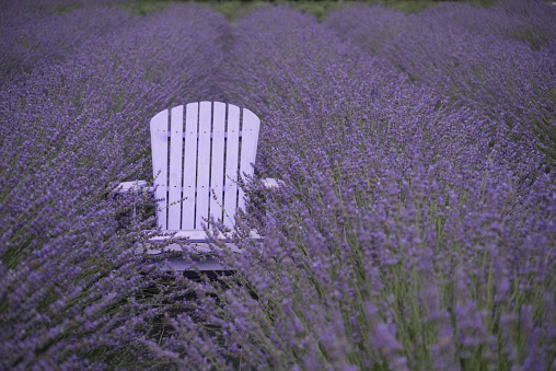 Rows of lavender in a field with a purple chair