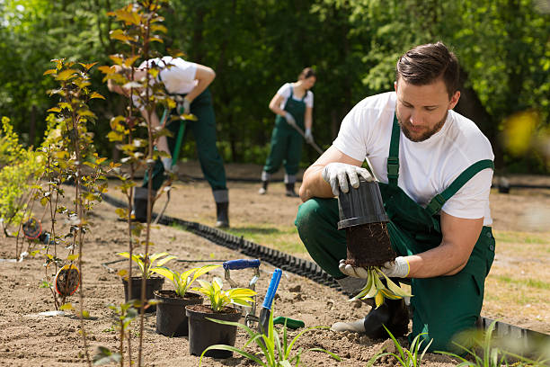 gärtner nimmt die blume aus dem topf - gartenbau stock-fotos und bilder