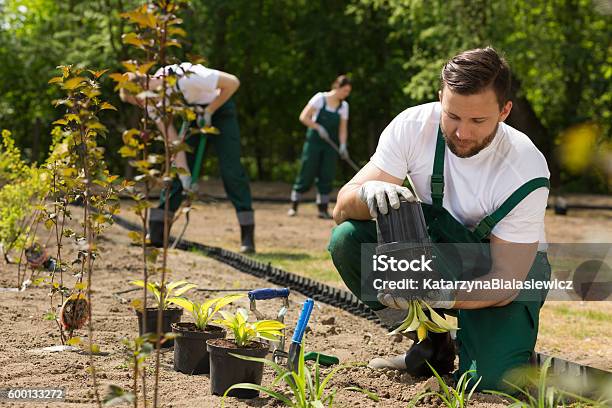 Gärtner Nimmt Die Blume Aus Dem Topf Stockfoto und mehr Bilder von Gärtnern - Gärtnern, Gartenbau, Zusammenarbeit