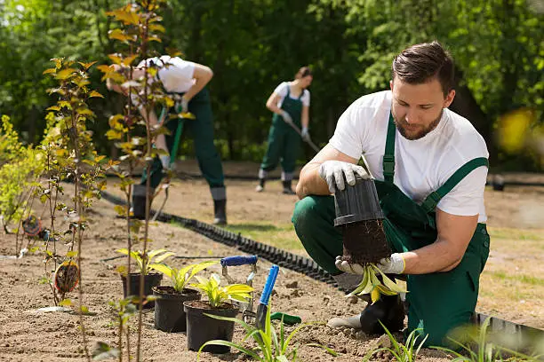 Team of the gardeners digging and weeding the bed