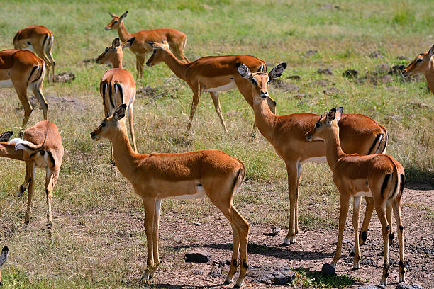 Impalas in Maasai Mara Game Reserve, Kenya.