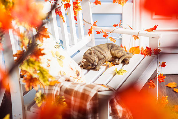 Slipping cat at the white bench. View view through maple leaves. Selective focus. Horizontal