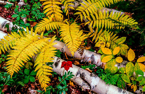 istock Autumn leaves in forest 600134186