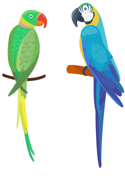 мультфильм попугай вектор птица - parrot multi colored bird perching stock illustrations
