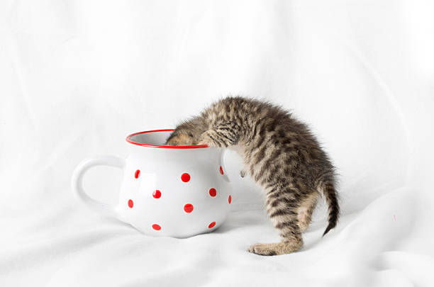 kitten looking into a mug stock photo