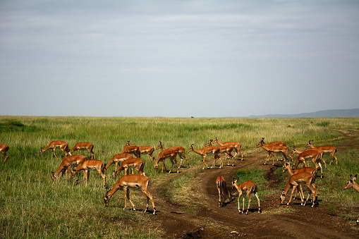Impalas in Maasai Mara Game Reserve, Kenya.