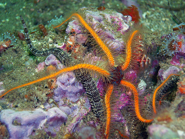 istock Orange, blue, and red Spiny Brittle Star 600135616