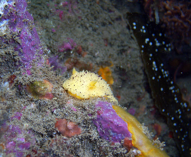 istock Monetrey Dorid on a Purple Encrusting Sponge 600135642