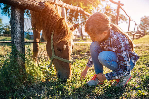 niña alimentando a brown horse - horse child animal feeding fotografías e imágenes de stock