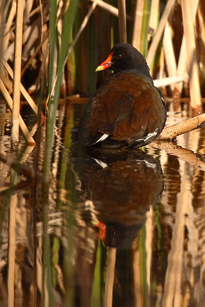 istock Common Moorhen In Cattail Marsh 600137404