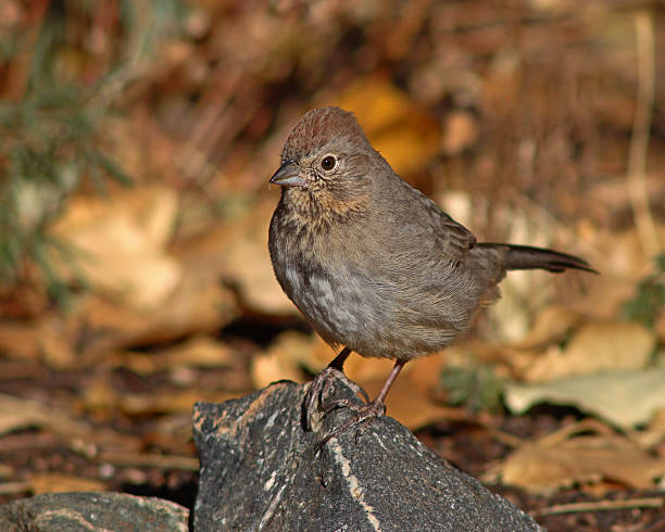 Cтоковое фото Каньон Towhee Осенние дни