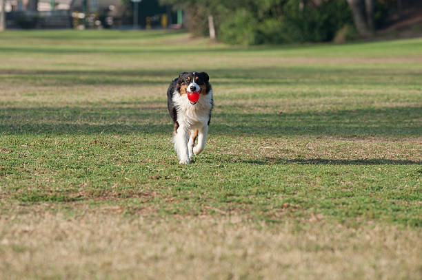 istock Happy dog with ball in mouth 600137960