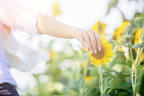 istock At the sunflower field 600137998