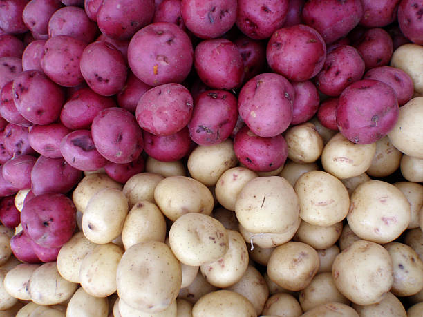 istock Half purple, half white pile of potatos 600138064