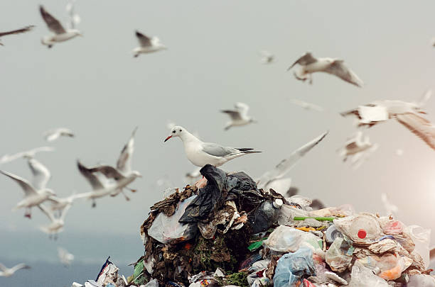 istock Seagulls on a landfill 600138138