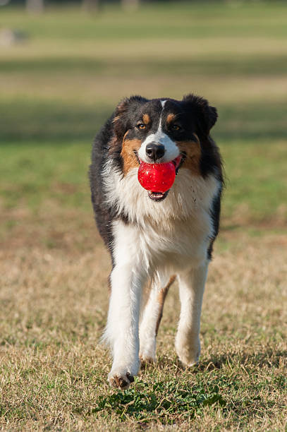 istock Excited herding dog carrying ball 600138204
