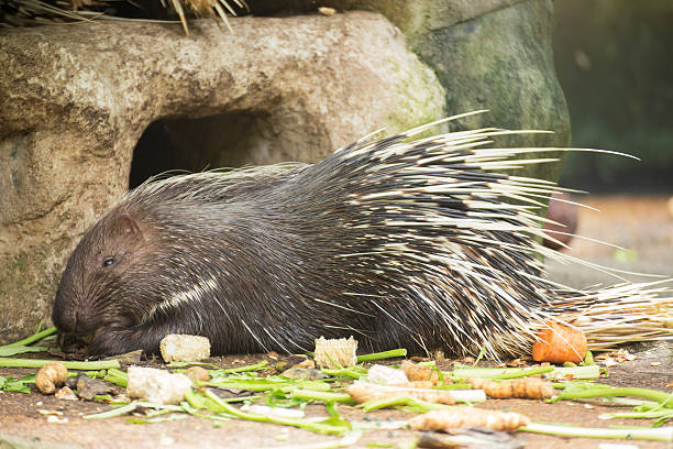 istock The porcupine eating 600138240