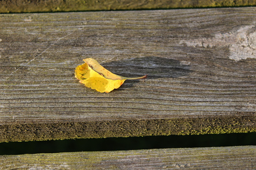 yellowed leaf on bench, showing the approach of autumn.