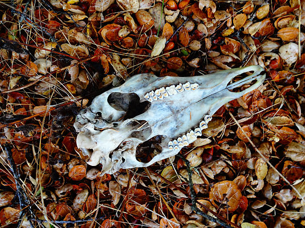 istock Black-tailed Deer Skull In Situ 600139570