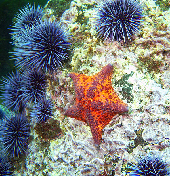 istock Bat Star and Purple Sea Urchins 600139578