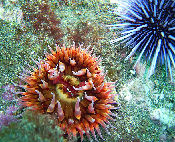 istock White-Spotted Rose Anemone and Purple Sea Urchin 600140470