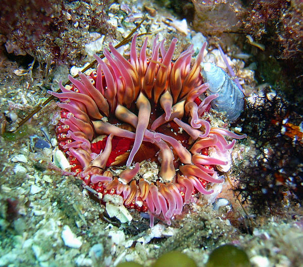 istock White-spotted Rose Anemone on California reef 600140482