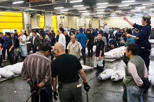Tokyo, Japan - July 3, 2009:  Japanese fish sellers and buyers are in the auction process for the tuna fish at Tsukiji Wholesale Fish Market.