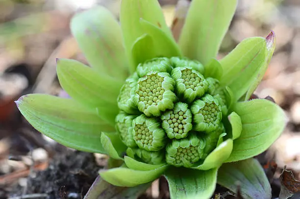 Butterbur