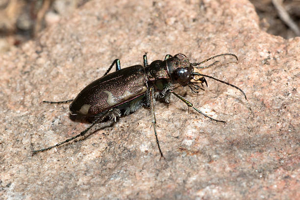 istock Iridescent predatory tiger beetle Reynolds Park Jefferson County  Colorado 600141538
