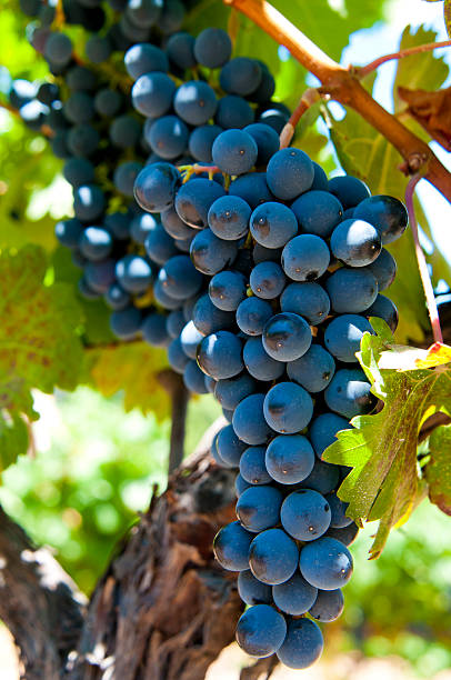 istock harvesting red wine grapes 600141698