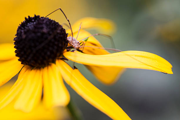 A Daddy Long Legs spider on a Black Eyed Susan flower.