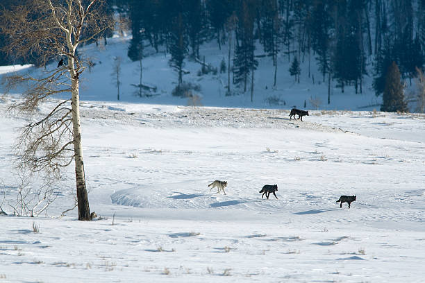 istock Wolf pack run snowy Lamar Valley Yellowstone National Park Wyoming 600142338