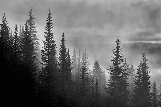 névoa da manhã da floresta - lake louise national park landscape forest - fotografias e filmes do acervo