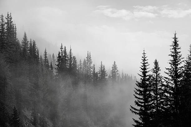 bosque  - dawn mountain range mountain canadian rockies fotografías e imágenes de stock