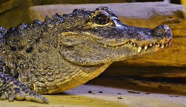 Chinese Alligator (Alligator sinensis) The Chinese Alligator (Alligator sinensis), also known as the Yangtze alligator, is a critically endangered species from eastern China. chinese alligator alligator sinensis stock pictures, royalty-free photos & images