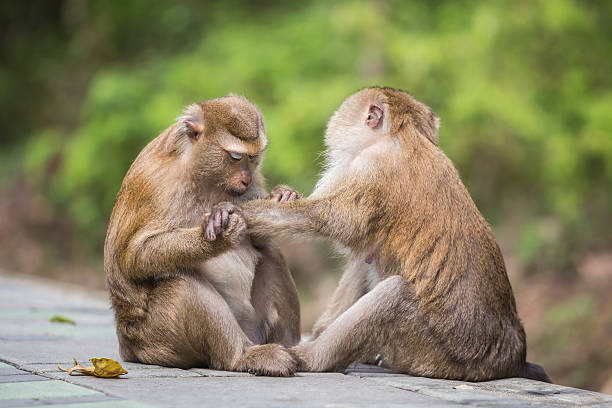 istock Brown monkey checking for fleas and ticks in the female 600144884
