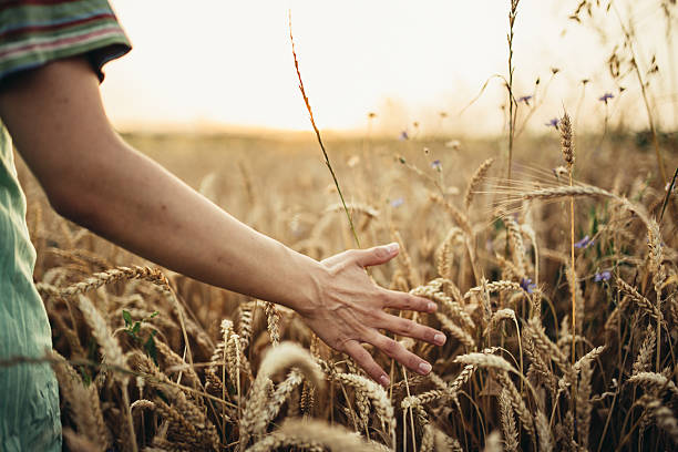 Girl in wheat field Girl touching the wheat on the field, cropped photo sunset dew stock pictures, royalty-free photos & images