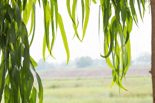 эвкалиптовое листья - eucalyptus tree tree australia tropical rainforest стоковые фото и изображения