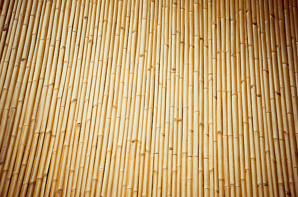 istock Bamboo in Thailand, Golden bamboo 600148652