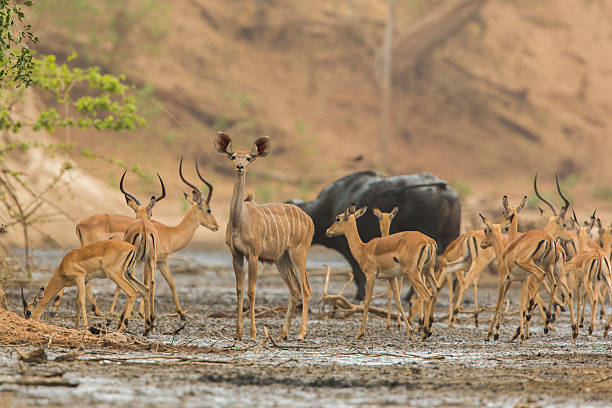 istock Female Greater Kudu in midst of Impala herd 600149738