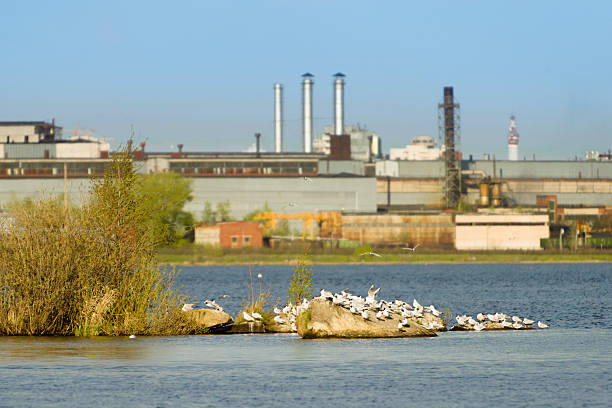 istock gulls sitting on the stone, a blurred background plant 600149790