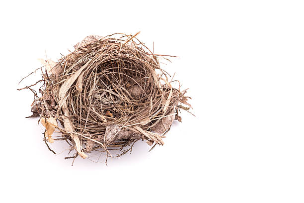 istock Close up old empty bird nest isolated on white 600150926