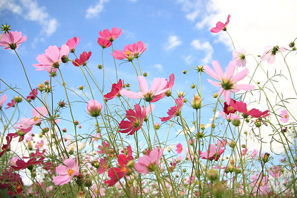 istock Cosmos Flower Garden 600151516