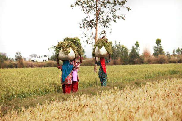 Poshina, Sabarkantha, Gujarat, India - Februari 4, 2020:  Woman carry bundle of wood at dawn on the streets of Poshina