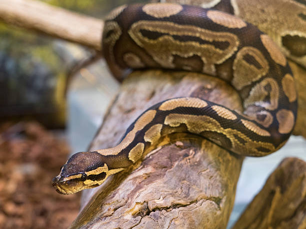 ball python called royal python python stock photo... 2,200+ Royal Python Stock Photos, Pictures & Royalty-Free Images - iStock
