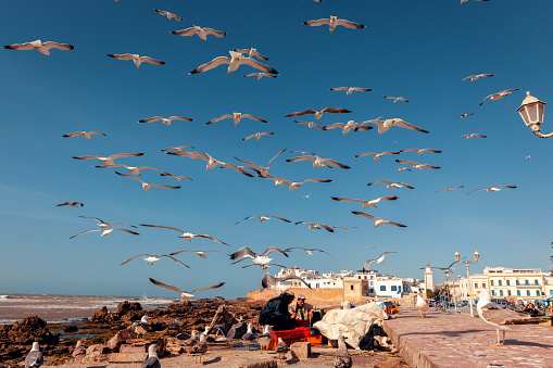  Essaouira, Morocco - March 24, 2014: Flock of seagulls over the fishing town Essaouira, Morocco North Africa.Nikon D3x