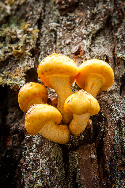 istock Bright yellow honey mushrooms. 600152628