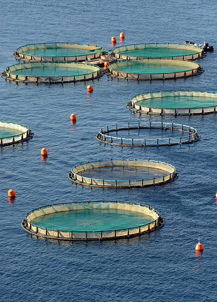 istock Aquaculture Instalations 600152772